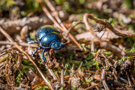 Blue purple shiny large ground beetle with long legs and antennae shimmers in summer sun runs over pine needles forest floor, Germanyの写真素材