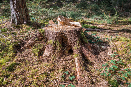 Close up of sawed off trunk of pine tree in forest with sawdust On forest floor in warm sunlight, Germanyの写真素材