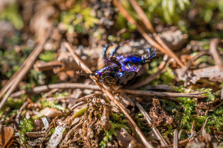 Blue purple shiny large ground beetle with long legs and antennae shimmers in summer sun runs over pine needles forest floor, Germanyの写真素材