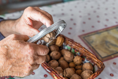 Hands of Old Man Grandpa Pensioner cracks a walnut with a metal nutcracker at a kitchen table, Germanyの写真素材