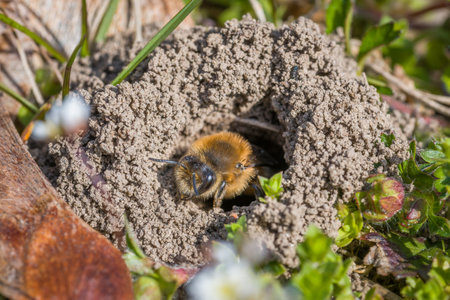 Single female mining bee in her hole on the groundの写真素材
