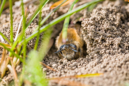 Single female mining bee in her hole on the groundの写真素材