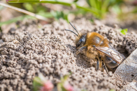 Single female mining bee in her hole on the groundの写真素材