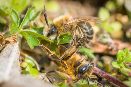 Earth bees females and males on the ground during reproduction and love play, Germanyの写真素材