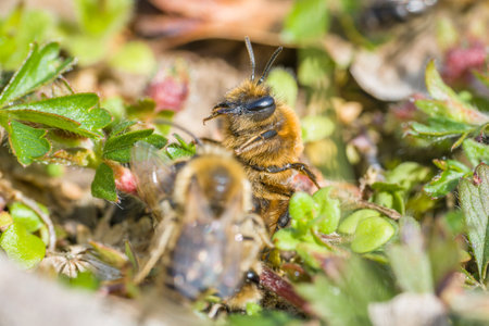 Earth bees females and males on the ground during reproduction and love play, Germanyの写真素材