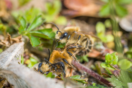 Earth bees females and males on the ground during reproduction and love play, Germanyの写真素材