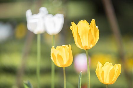Close-up of colorful tulip flowers in a flower garden, Germanyの写真素材