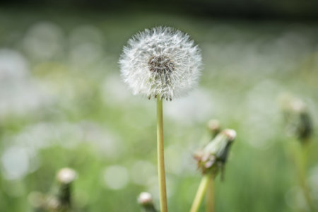 Close-up of a dandelion flower in a flower meadow, Germanyの写真素材