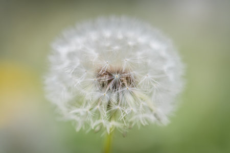 Close-up of a dandelion flower in a flower meadow, Germanyの写真素材