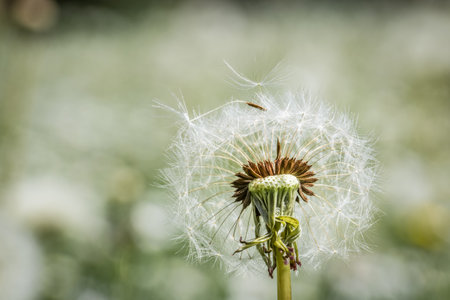 Close-up of a dandelion flower in a flower meadow, Germanyの写真素材