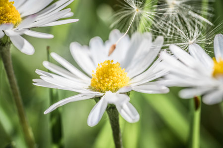 Close-up of a daisy flower in a flower meadow, Germanyの写真素材