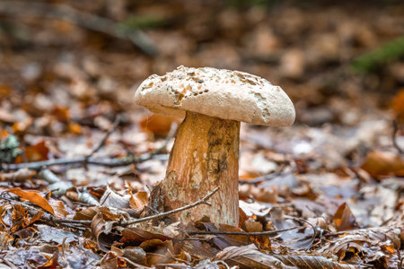 Close-up of a bitter bolete mushroom in the forest on mossy ground with cap and style, Germanyの写真素材