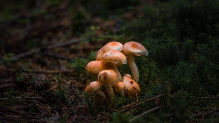 Close-up of brick-red sulfur head mushroom on mossy ground in the forest in front of a moss-covered tree stump, Germanyの写真素材