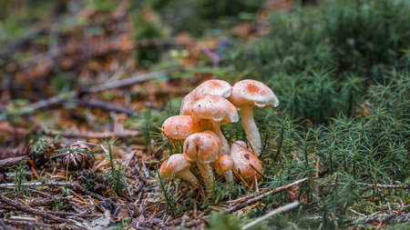 Close-up of brick-red sulfur head mushroom on mossy ground in the forest in front of a moss-covered tree stump, Germanyの写真素材