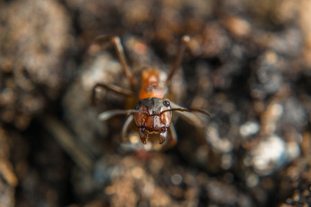 Close-up of a weakly bristled mountain forest ant crawling on the ground over soil and small stones, Germanyの写真素材