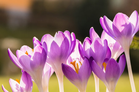 Violet crocus flowers in spring with flying bees collecting nectar.の写真素材