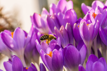 Violet crocus flowers in spring with flying bees collecting honey, Germanyの写真素材