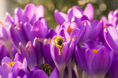 Violet crocus flowers in spring with flying bees, Germanyの写真素材