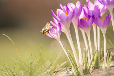 Violet crocus flowers in spring with flying bees collecting nectar.の写真素材