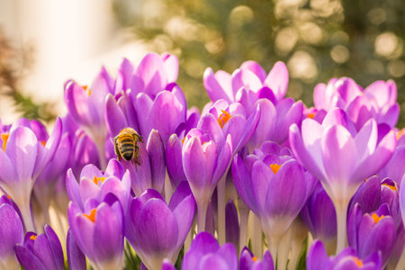 Violet crocus flowers in spring with flying bees, Germanyの写真素材