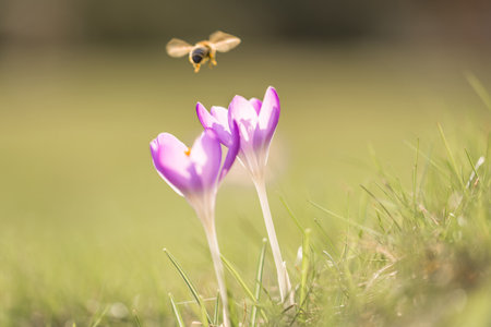 Violet crocus flowers in spring with flying bees, Germanyの写真素材
