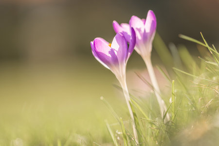Violet crocus flowers in spring, Germanyの写真素材