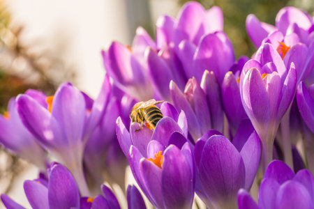 Violet crocus flowers in spring with flying bees, Germanyの写真素材