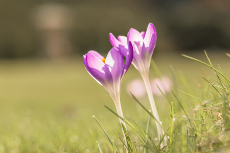 Violet crocus flowers in spring with flying bees, Germanyの写真素材