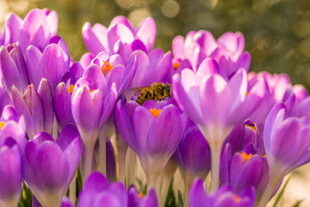 Violet crocus flowers in spring with flying bees collecting honey, Germanyの写真素材