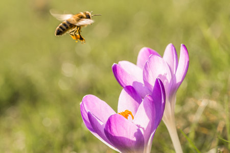 Violet crocus flowers in spring with flying bees, Germanyの写真素材