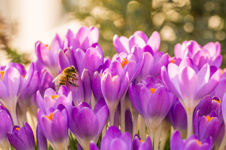 Violet crocus flowers in spring with flying bees, Germanyの写真素材