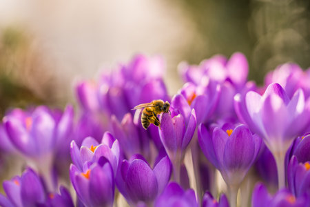 Violet crocus flowers in spring with flying bees collecting nectarの写真素材