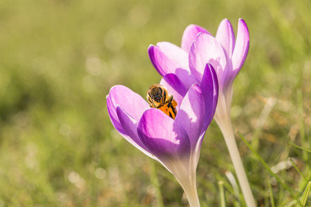 Violet crocus flowers in spring with flying bees, Germanyの写真素材