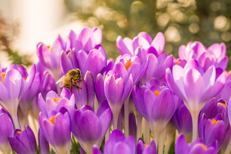 Violet crocus flowers in spring with flying bees collecting honey, Germanyの写真素材