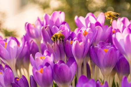 Violet crocus flowers in spring with flying bees, Germanyの写真素材
