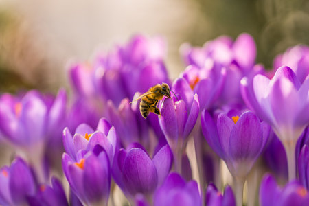 Violet crocus flowers in spring with flying bees, Germanyの写真素材