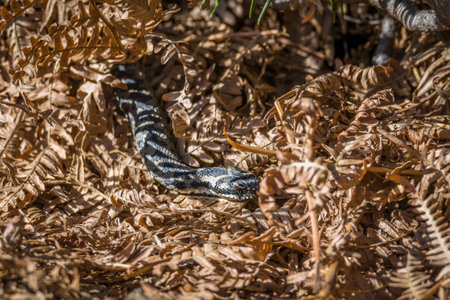 Adder snake on ground in grass with leaves and foliage in forest in autumn sunshine, Germany