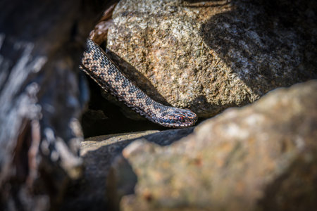 Adder snake on ground in grass with leaves and foliage in forest in autumn sunshine