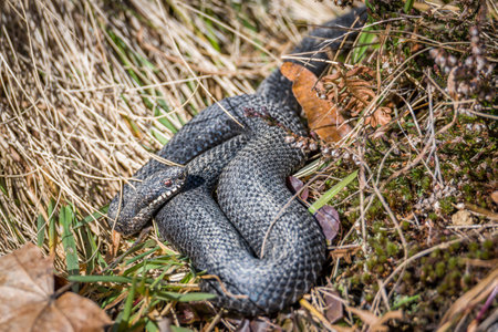Adder snake on ground in grass with leaves and foliage in forest in autumn sunshine, Germany