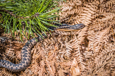 Adder snake on ground in grass with leaves and foliage in forest in autumn sunshine, Germany