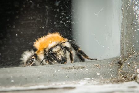 Close-up of an exhausted bumblebee behind a dirty pane of glass, Germanyの写真素材