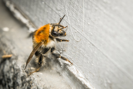 Close-up of an exhausted bumblebee behind a dirty pane of glass