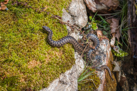 Adder snake on ground in grass with leaves and foliage in forest in summer sunshine.
