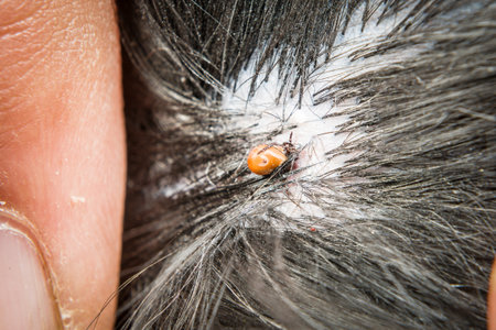 A fully sucked tick on a black dog is removed with tweezers, Germany