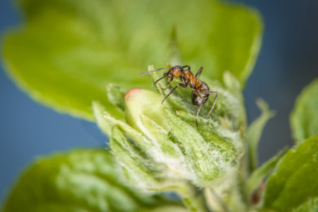 Close-up of an ant on the flower buds on an apple tree