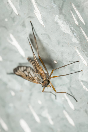 Close-up of a snake mosquito sitting on a metal sheet, Germany