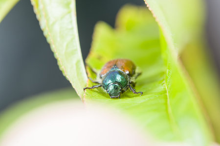 Small July beetle on a green leaf of a plant in summer, Germany