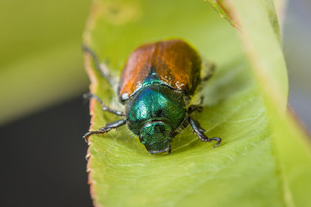 Small July beetle on a green leaf of a plant in summer, Germany