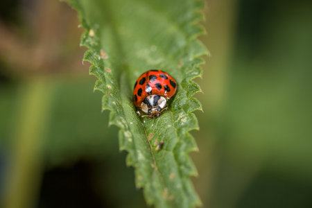 Ladybug sitting on a leave of a stinging nettle in summer, Germany