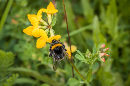 Yellow flower in spring with yellow leaves and bumblebee collecting nectar, Germany